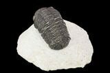 Bargain, Morocops Trilobite - Visible Eye Facets #120034-2
